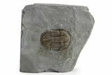 Isoteloides Flexus Trilobite - Fillmore Formation, Utah #226172-1